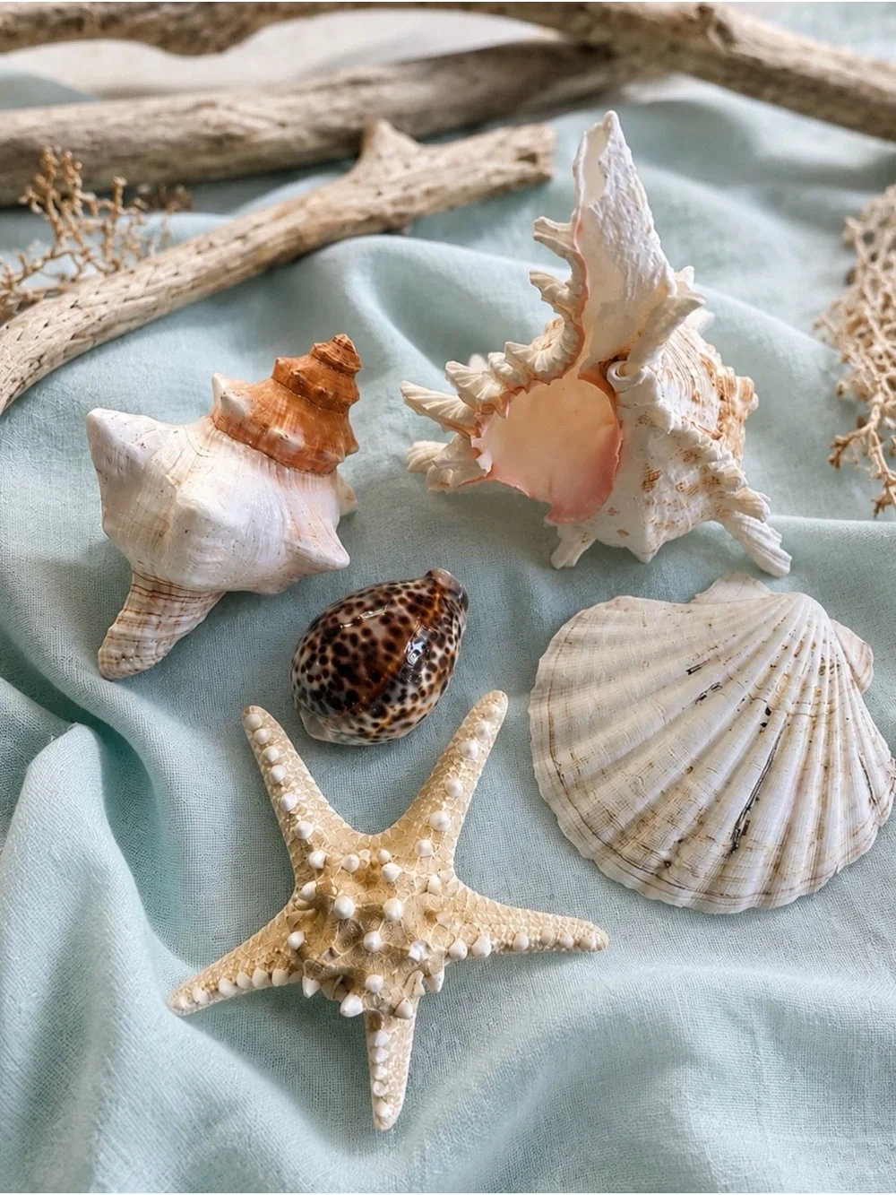 Coastal SeaShell & Starfish Decor